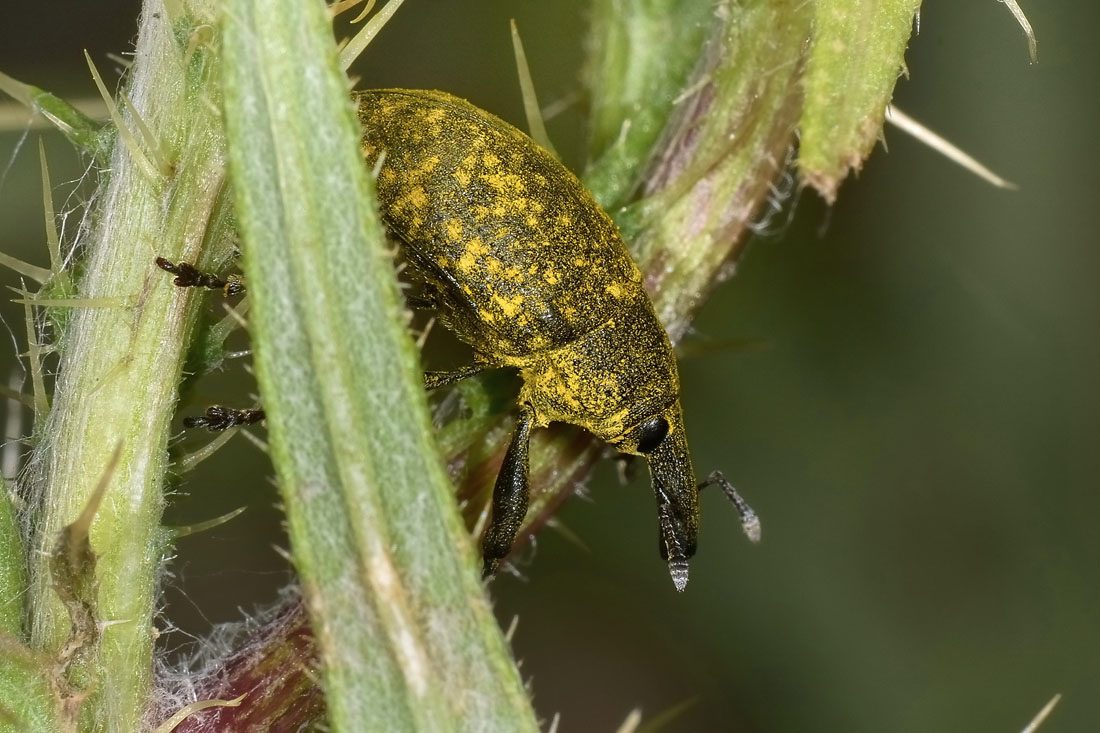 Curculionidae: Larinus sp?  S !,  Larinus (Phyllonomeus) sturnus